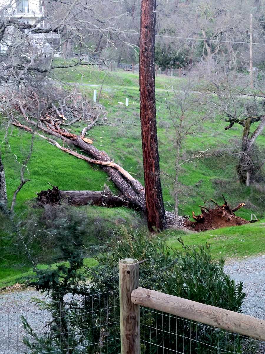 A tree down in Rancho Calaveras. A tree down in Rancho Calaveras.