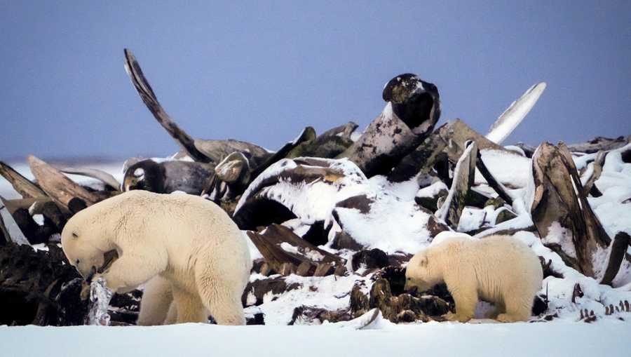 YE Nature & Animals A polar bear and a cub search for scraps in a large pile of bowhead whale bones left from the village's subsistence hunting at the end of an unused airstrip near the village of Kaktovik, Alaska, on Oct. 15, 2024. (AP Photo/Lindsey Wasson)