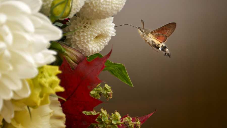 YE Nature & Animals An insect hovers near flowers decorating the area around the holy remains of Saint Dimitrie Bassarabov, the patron saint of the Romanian capital, at the end of a religious procession in Bucharest, Romania, Thursday, Oct. 24, 2024. (AP Photo/Andreea Alexandru)