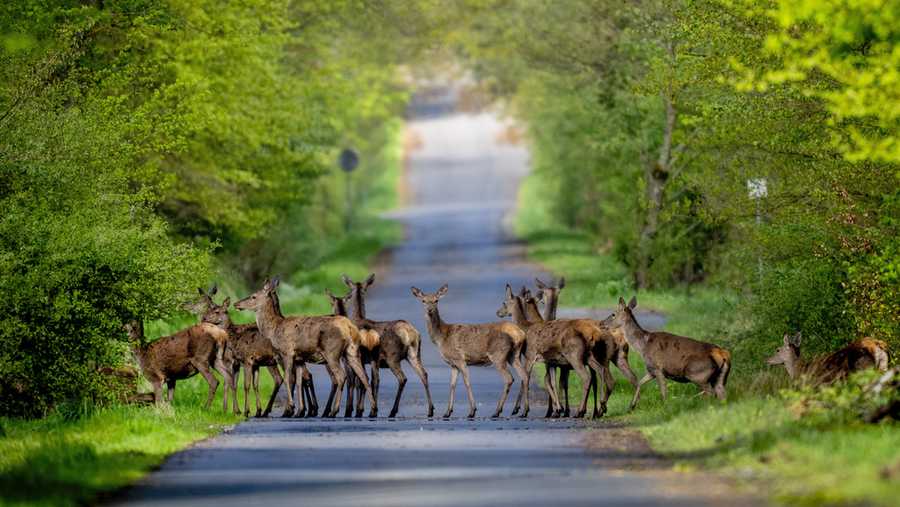 YE Nature & Animals Deer cross a road in the Taunus forest in Wehrheim near Frankfurt, Germany, Wednesday, April 17, 2024. (AP Photo/Michael Probst)