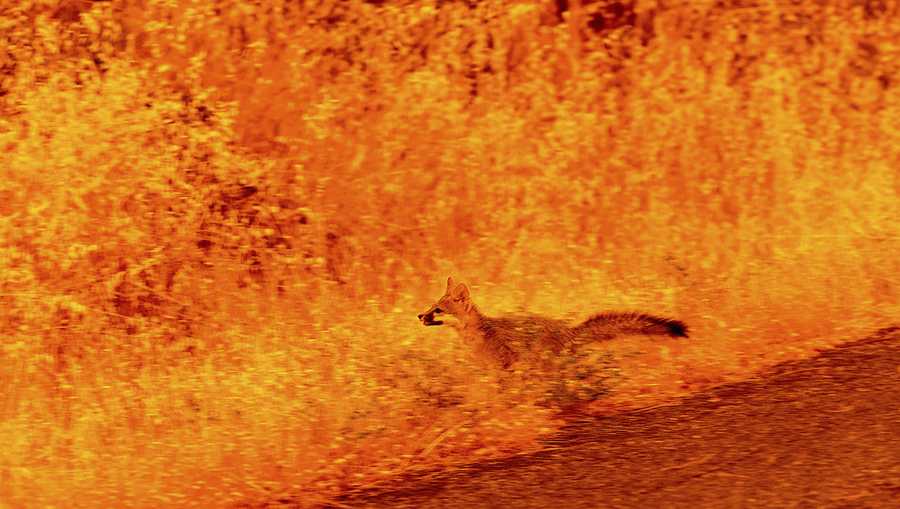 YE Nature & Animals An animal runs through grass while fleeing flames as the Park Fire tears through the Cohasset community in Butte County, Calif., on July 25, 2024. (AP Photo/Noah Berger)