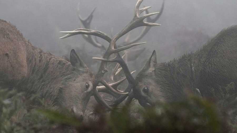 YE Nature & Animals Deer rut in the early morning fog in Bushy Park, south west London, Friday, Oct. 18, 2024. (AP Photo/Alastair Grant)