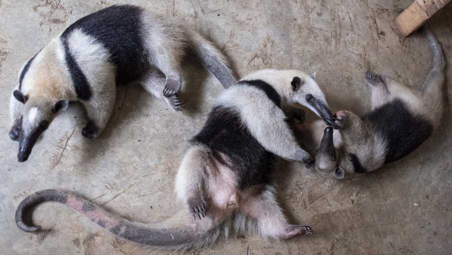 YE Nature & Animals Anteaters play on the grounds of the non-profit wildlife park Selva Teneek where animals are being treated for heat stress amid a continuing heat wave and drought, in Ciudad Valles, Mexico, June 8, 2024. (AP Photo/Mauricio Palos)