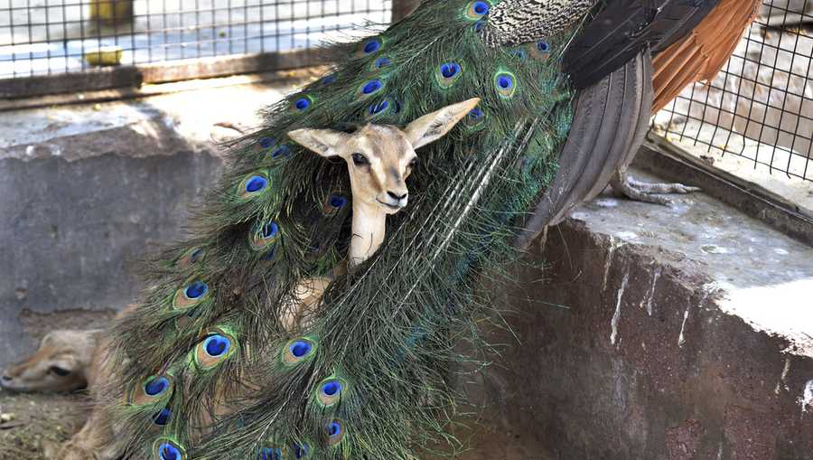 YE Nature & Animals A Chinkara gazelle fawn rests in the plumage of a peacock at an animal rescue center on a hot summer day in Bikaner, Rajasthan, India, Thursday, May 23, 2024. (AP Photo/Dinesh Gupta)