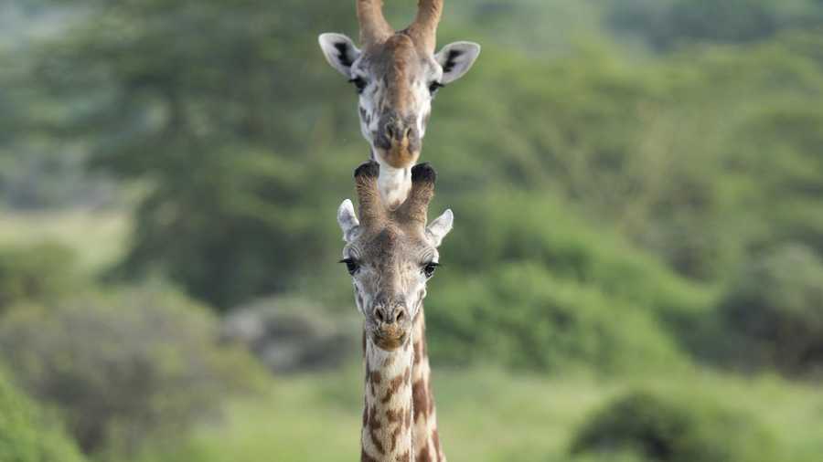 YE Nature & Animals Two giraffes roam around Nairobi National Park, on the outskirts of Nairobi, on Wednesday, Jan. 31, 2024 in Nairobi, Kenya. (AP Photo/Brian Inganga)