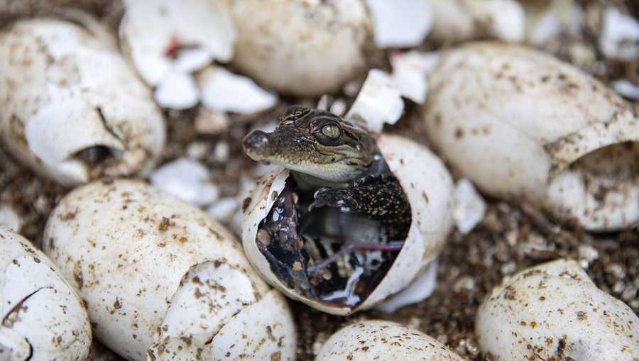 YE Nature & Animals A pure-bred Siamese crocodile hatchling pokes its head out of its shell at Phnom Tamao in Cambodia's Takeo Province, on July 12, 2024. (AP Photo/Anton L. Delgado)