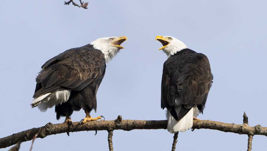 YE Nature & Animals A pair of bald eagles call out while resting on a tree next to Union Bay, Tuesday, Jan. 16, 2024, in Seattle. (AP Photo/Lindsey Wasson)