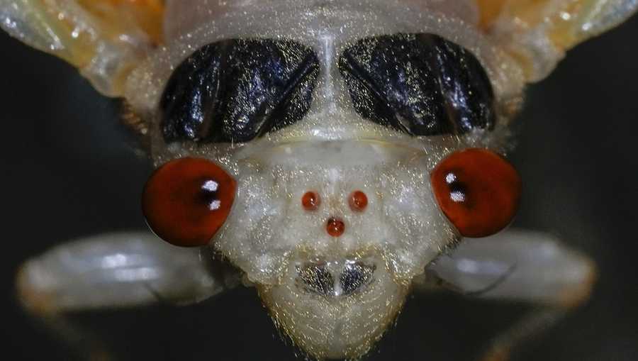 YE Nature & Animals An adult periodical cicada sheds its nymphal skin on May 11, 2024, in Cincinnati. (AP Photo/Carolyn Kaster)