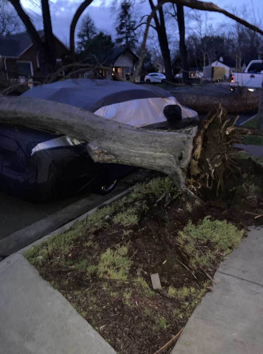 A tree down on Earl Avenue in Roseville. A tree down on Earl Avenue in Roseville.