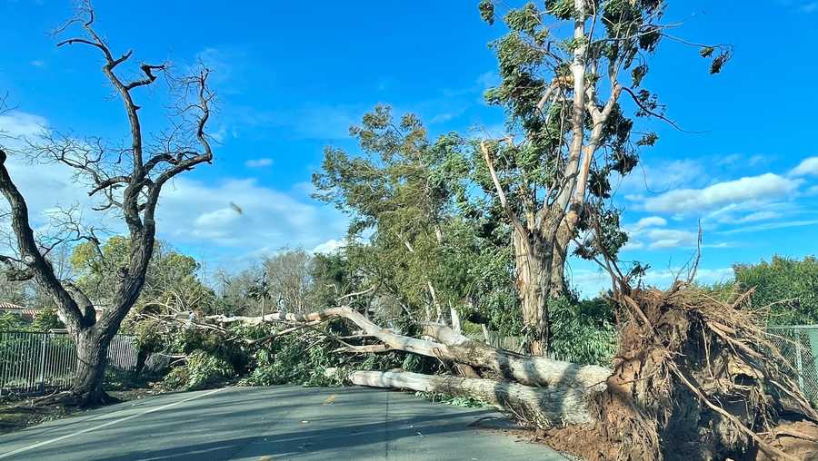 Two trees block the road between Marconi Avenue and Pope Avenue. Two trees block the road between Marconi Avenue and Pope Avenue.