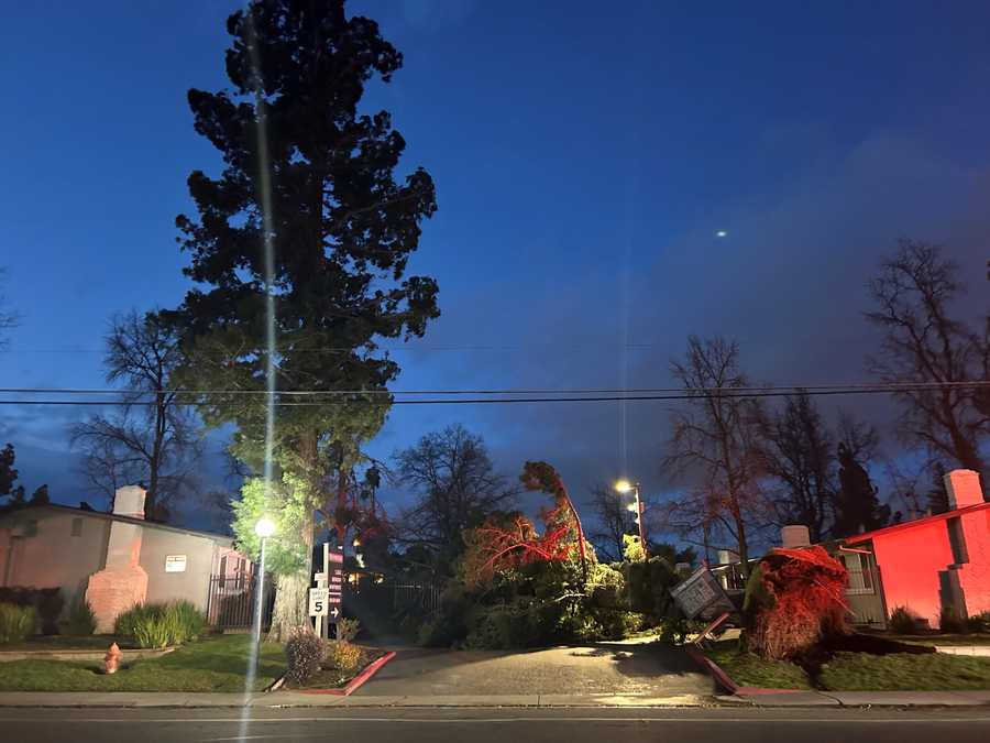 Myrtle Avenue tree A tree fell into three apartments on Myrtle Avenue in Sacramento County. There were no injuries.