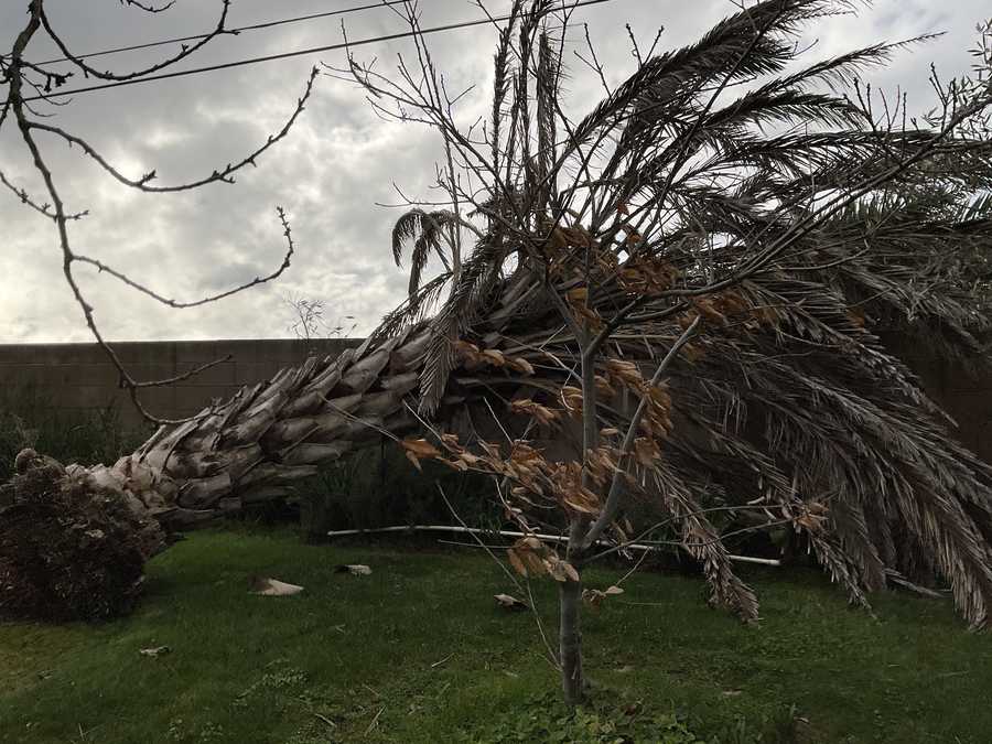 A tree down in Salida. A tree down in Salida.