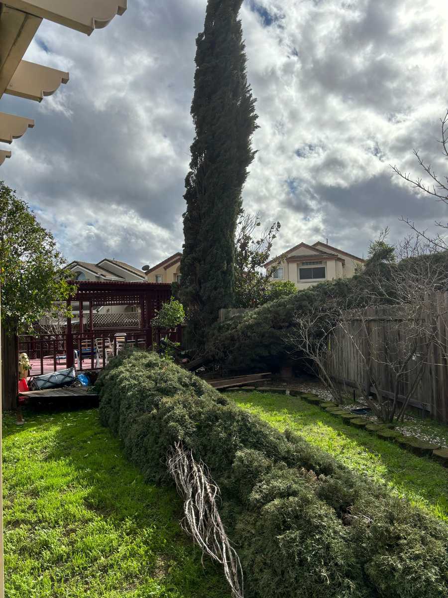 Damage to trees in Suisun City. Damage to trees in Suisun City.