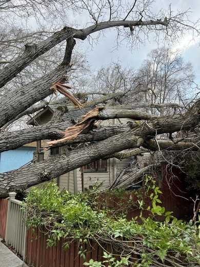 Tree into home A tree crashed into a home at T and 5th streets in Sacramento.