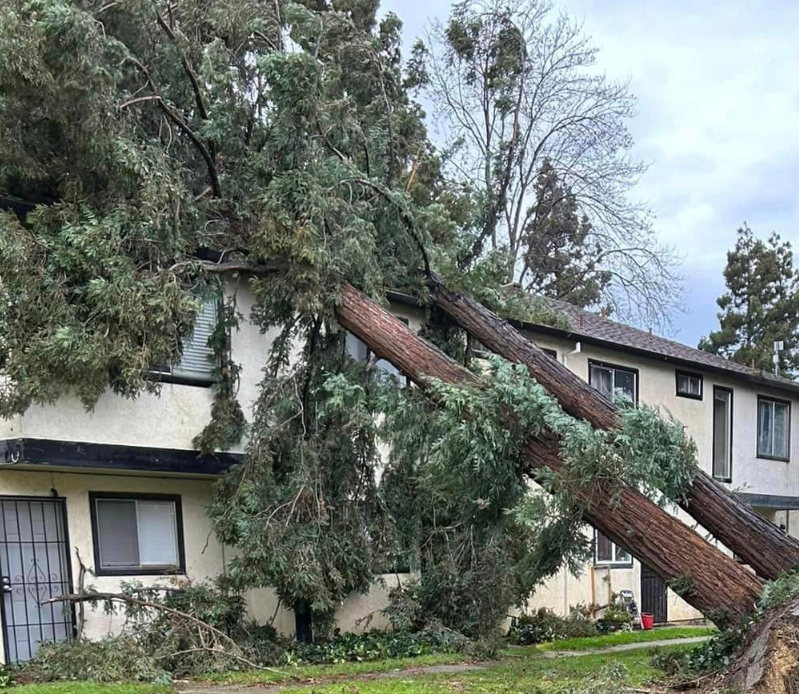 Here's a look at fallen trees in Fairfield. Here's a look at fallen trees in Fairfield.